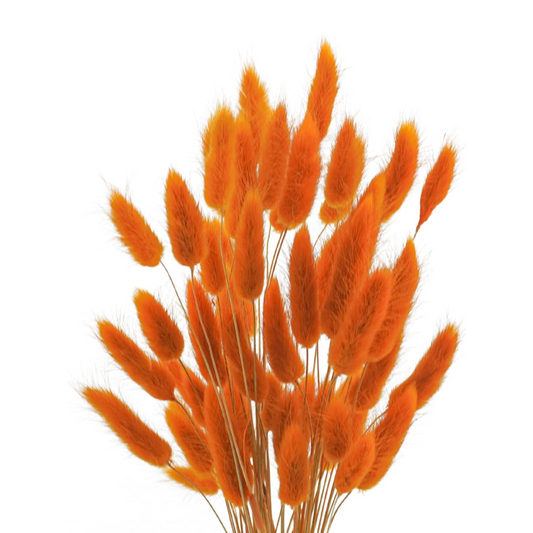 Dried Orange Pampas Grass